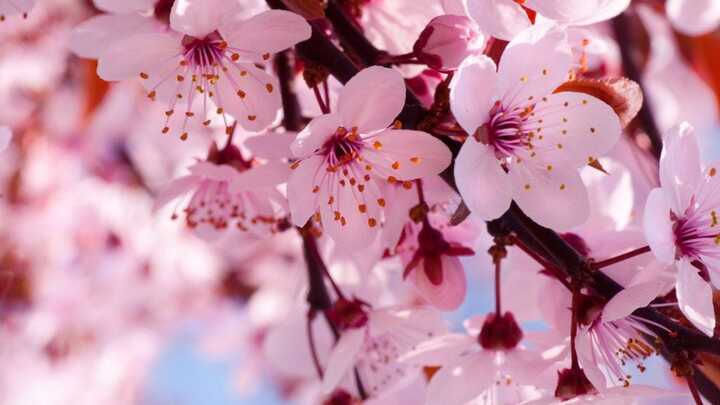 Widows Group | Plano Campus | Carolyn Cochran